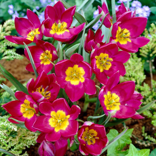 Tulipe - Pulchella Odalisque - Tulipa - Apparence intense et exotique - 5 bulbes