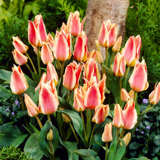 Tulipe - Quebec - Tulipa - Fleurs doubles, floraison abondante - 5 bulbes