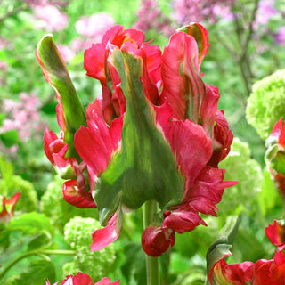 Tulipe - Red Wave - Tulipa - Perroquet, originale, tiges robustes - 5 bulbes