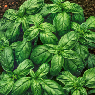 Basilic Genovese - Arôme des herbes italiennes dans votre cuisine - Ocimum basilicum - 50 g