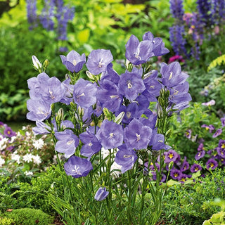Peach-Leaved Bellflower Blue - Striking Garden Ornament - Campanula persicifolia - Premium Seeds