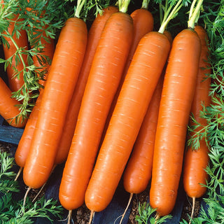 Carrot Touchon - Productive, Juicy Orange - Premium Seeds
