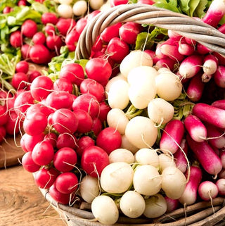 Radis - Mélange de Colorées - Ruban à semer - Colorées, variées, racines croquantes