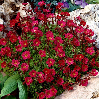 Saxifrage d’Arends - Rouge - Feuillage persistant, idéale pour rocailles - Saxifraga arendsii - Graines Premium