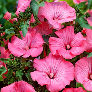 Lavatère - Rose - Spectaculaire, dense et facile à cultiver - Lavatera trimestris - Graines Premium