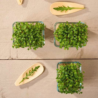 Microgreens - Roquette - Saveur intense et récolte rapide - 100 g - Graines Premium