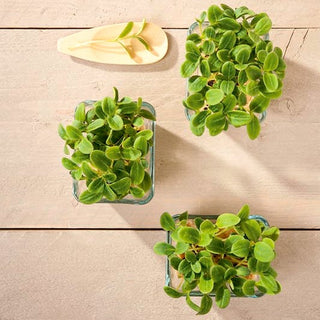 Microgreens - Tournesol - Parfaites pour les salades et les sandwichs - Helianthus annuus - Sachet géant - 1 kg - Graines Premium