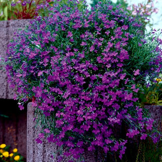 Lobélie retombante - Violet - Floraison abondante et durable - Lobelia pendula