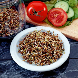 Graines à germer - Lentilles Brunes - Germination rapide, idéale pour les salades - Lens culinaris
