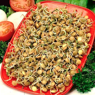 Graines à germer - Lentilles Vertes - Riche en fibres, saveur délicate - Lens culinaris