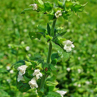 Mélisse officinale - Mellifère, saine, aromatique - Melissa officinalis - Sachet géant - 1 kg - Graines Premium