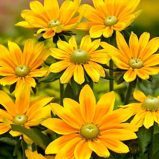 Rudbeckia - Green Eyes - Idéale pour les massifs et les bouquets - Rudbeckia hirta - Graines Premium