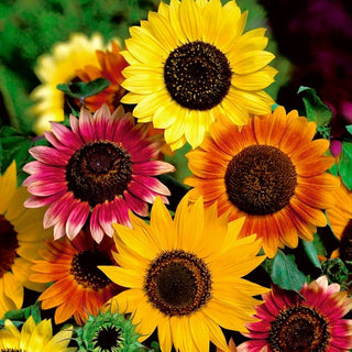 Tournesol - Mélange - Prairie colorée, parfait pour les bouquets - Helianthus annuus - Grand sachet - 100 g
