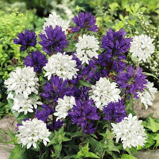 Clustered Bellflower Mixed - Remarkable Blooming All Summer - Campanula glomerata - Premium Seeds