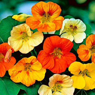 Capucine Naine - Tom Thumb - Parfait ornement pour pots et jardinières - Tropaeolum majus var. nanum