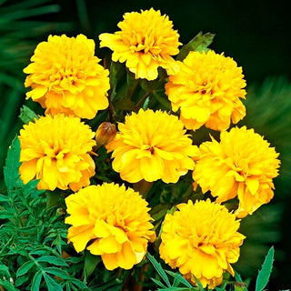 Œillet d'Inde - Petite Gold - Parfaite aussi bien pour les massifs que pour les pots - Tagetes patula