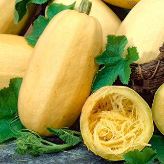 Courge - Vegetable Spaghetti - Curiosité culinaire pour le jardin