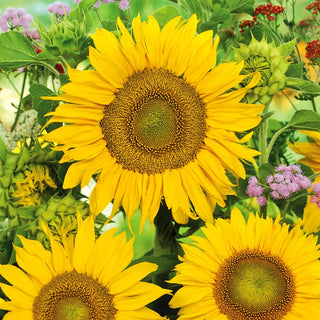 Tournesol - Sunspot - Nain et à floraison prolongée - Helianthus annuus - Grand sachet - 100 g