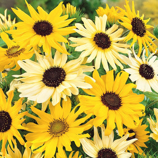 Cucumberleaf Sunflower Mixed - Unique Rustic Charm - Helianthus debilis - Premium Seeds