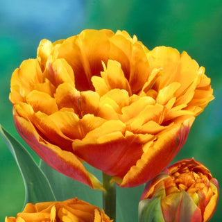 Tulipe - Bonanza - Tulipa - Fleur pleine de magie du jardin - 5 bulbes