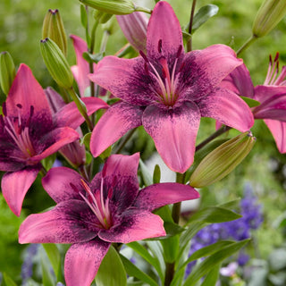 Lys asiatique - Purple Dream - Lilium - Accents violets au cœur de l’été