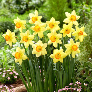 Narcisse - Red Devon - Narcissus - Éclat printanier jaune orangé - 5 bulbes