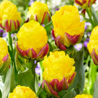 Tulipe - Ice Cream Banana - Tulipa - Fleurs uniques comme un dessert - 5 bulbes