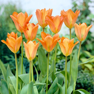 Tulipe - Orange Emperor - Tulipa - Crée des compositions pleines d’énergie - 5 bulbes