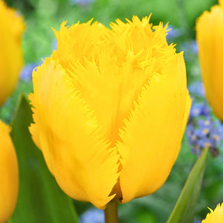 Tulipe - Crystal Star - Tulipa - Éclat jaune parmi les fleurs de printemps - 5 bulbes