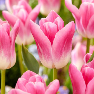 Tulipe - Royal Ten - Tulipa - Élégance parmi les tulipes doubles - 5 bulbes