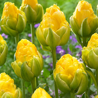 Tulipe - Vanilla Coup - Tulipa - Perle subtile parmi les tulipes - 5 bulbes