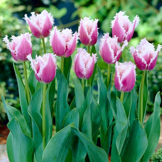 Tulipe - Cummins - Tulipa - Robuste, longue fraîcheur - 5 bulbes