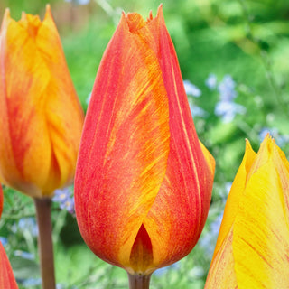 Tulipe - El Nino - Tulipa - Stries de couleurs uniques sur les pétales - 5 bulbes