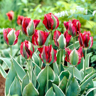 Tulipe - Esperanto - Tulipa - Éprouvée, appréciée et spectaculaire - 5 bulbes