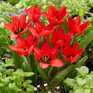 Tulipe - Job's Memory - Tulipa - Classique au style moderne - 5 bulbes