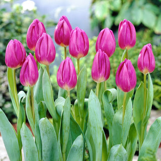 Tulipe - Purple Flag - Tulipa - Couleur profonde, calice élégant - 5 bulbes