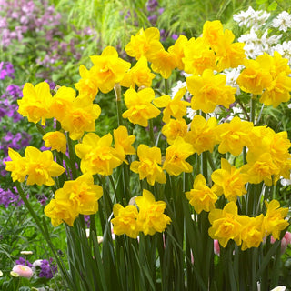 Narcisse - Golden Delicious - Narcissus - Fleurs exceptionnelles pour massifs et pots - 5 bulbes