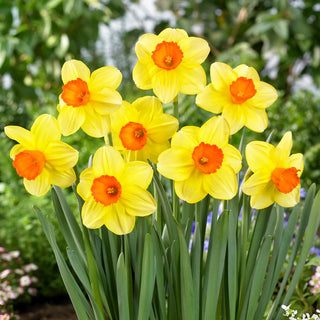 Narcisse - Monal - Narcissus - Éclat printanier jaune orangé - 5 bulbes
