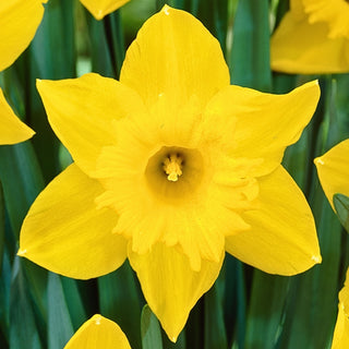 Narcisse - Osiris - Narcissus - Éclat citronné du jardin printanier - 5 bulbes