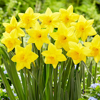 Narcisse - Pentewan - Narcissus - Accent printanier jaune intense - 5 bulbes