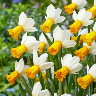 Narcisse - Winter Waltz - Narcissus - Jeu unique de couleurs à l’éclat printanier - 5 bulbes