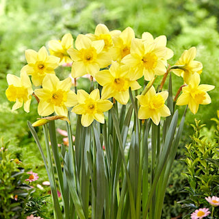Narcisse - Barenwyn - Narcissus - Narcisse jaune à grande trompette ondulée - 5 bulbes