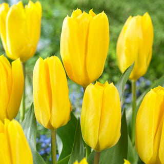 Tulipe - Candela - Tulipa - Fleurit, réveille le jardin à la vie - 5 bulbes