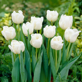 Tulipe - Mondial - Tulipa - Beauté des compositions classiques - 5 bulbes