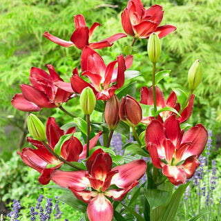 Lys - Double Sensation - Lilium - Fleurs parfumées dans le jardin d’été