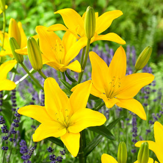 Lys - Easy Sun - Lilium - Accent jaune citron au jardin