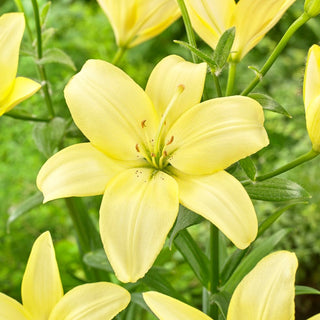 Lys - Easy Vanilla - Lilium - Teinte légère vanille des pétales