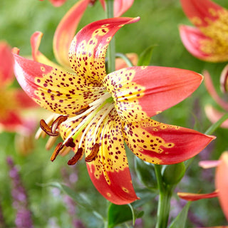 Lys - Fusion - Lilium - Longue durée de fraîcheur en vase