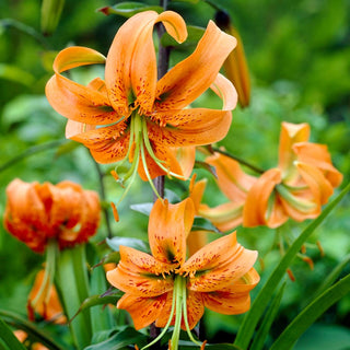 Lys - Henryi - Lilium - Parfum floral délicat et agréable