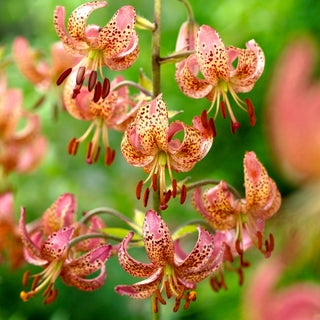 Lys martagon - Manitoba Morning - Lilium - Pétales roses tachetés